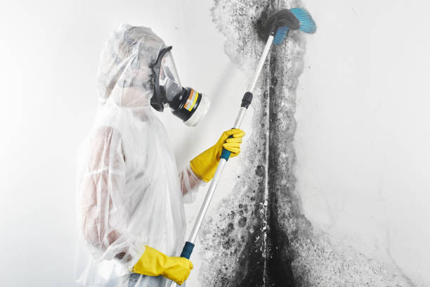 Best Forensic Mold Investigation  in Quartz Hill, CA