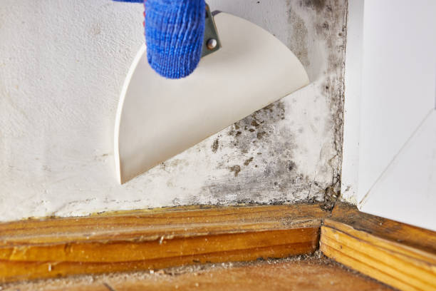  Quartz Hill, CA Mold Removal Pros